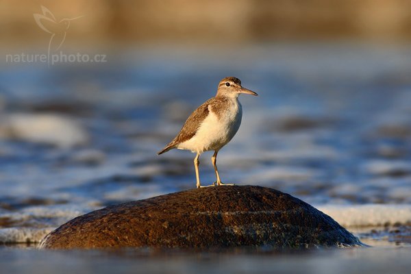 Jespák skvrnitý (Calidris melanotos), Jespák skvrnitý (Calidris melanotos), Pectoral Sandpiper, Autor: Ondřej Prosický | NaturePhoto.cz, Model: Canon EOS-1D Mark III, Objektiv: Canon EF 400mm f/5.6 L USM, Ohnisková vzdálenost (EQ35mm): 520 mm, stativ Gitzo 1227 LVL + 1377M, Clona: 6.3, Doba expozice: 1/640 s, ISO: 250, Kompenzace expozice: +1/3, Blesk: Ne, Vytvořeno: 22. února 2008 6:58:22, pobřeží Pacifiku v Domincal (Kostarika)